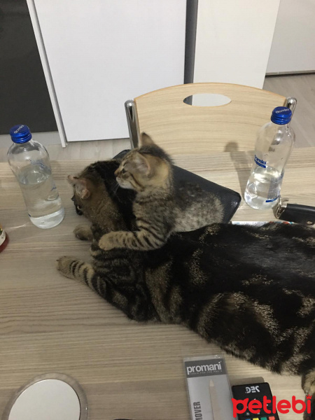 Tekir Kedi, Kedi  Lucy fotoğrafı