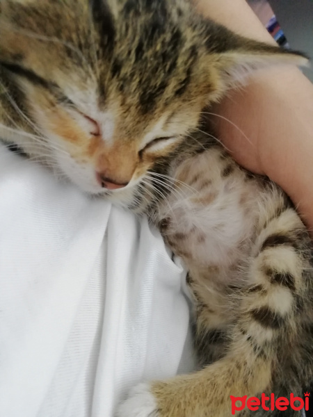 Tekir Kedi, Kedi  İsmi henüz yok fotoğrafı