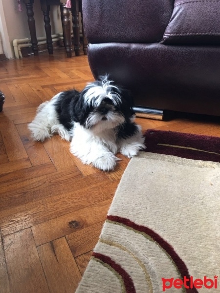 Shih Tzu, Köpek  Sushi fotoğrafı
