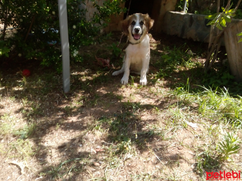 Akbaş, Köpek  Dost fotoğrafı