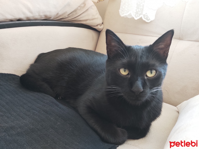 Tekir Kedi, Kedi  Karam fotoğrafı