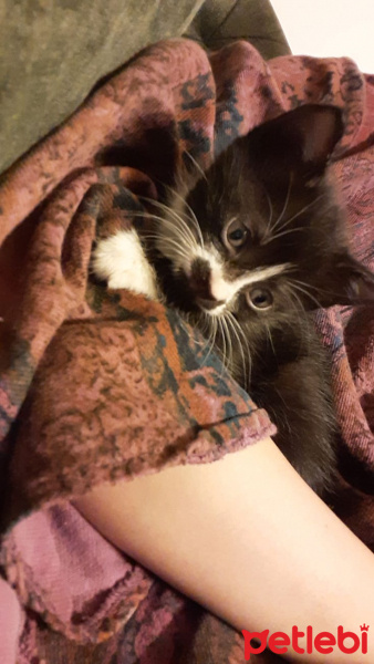 Tekir Kedi, Kedi  talya fotoğrafı