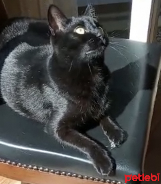 Tekir Kedi, Kedi  Zeytin fotoğrafı