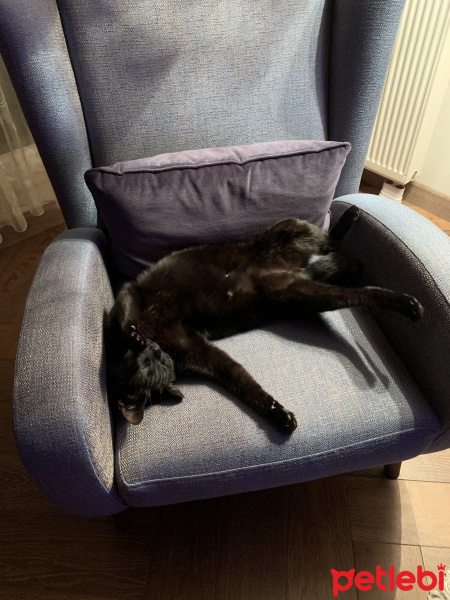 Tekir Kedi, Kedi  Zeytin fotoğrafı