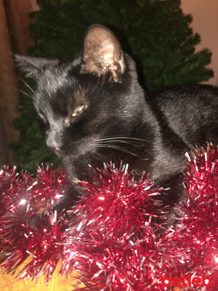 Tekir Kedi, Kedi  Zeytin fotoğrafı