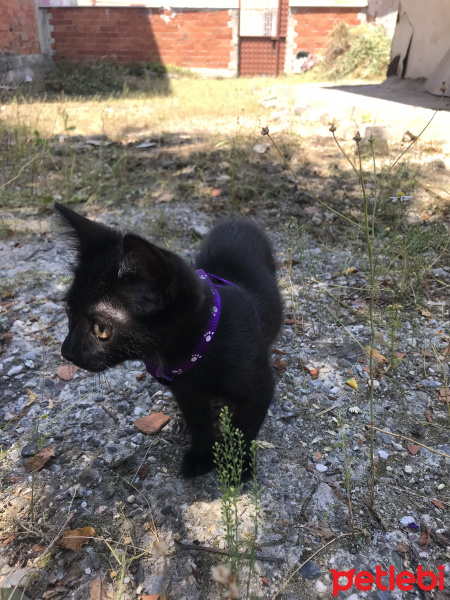 Bombay, Kedi  Karam fotoğrafı