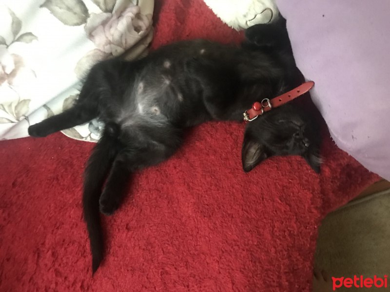 Bombay, Kedi  Karam fotoğrafı