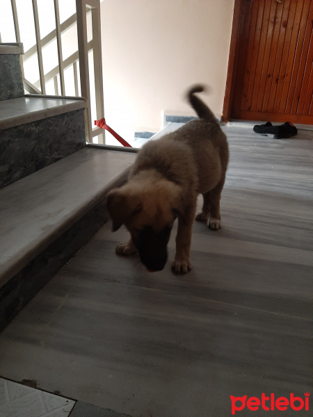 Kangal, Köpek  BAMSI BEYREK fotoğrafı