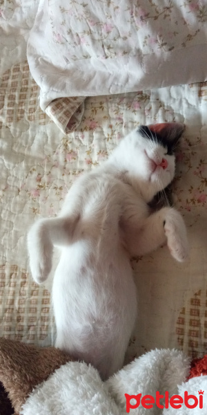 Tuxedo (Smokin) Kedi, Kedi  Pamuk fotoğrafı