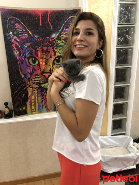 British Shorthair, Kedi  SİRİUS BLACK fotoğrafı