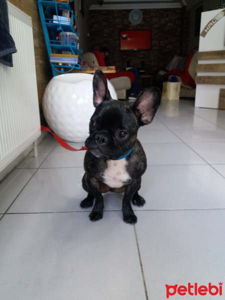 Fransız Bulldog, Köpek  Paris fotoğrafı