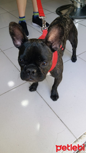 Fransız Bulldog, Köpek  Paris fotoğrafı