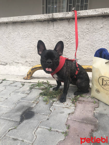 Fransız Bulldog, Köpek  Paris fotoğrafı