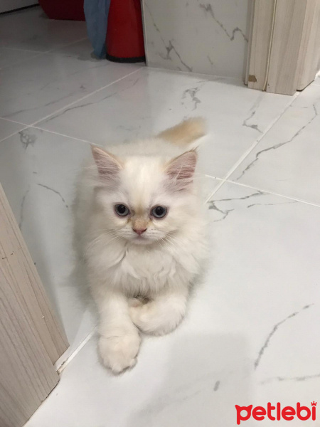 İran Kedisi (Persian), Kedi  OLAF fotoğrafı