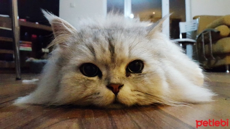 Chinchilla, Kedi  Luka  fotoğrafı