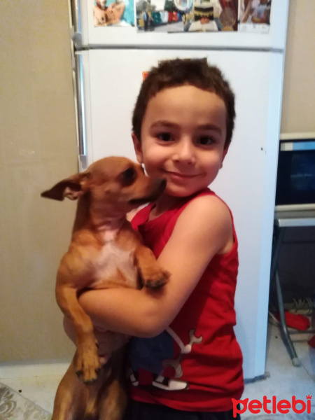 Minyatür Pinscher, Köpek  Findik fotoğrafı