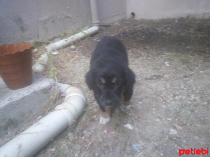 Golden Retriever, Köpek  Zeytin fotoğrafı