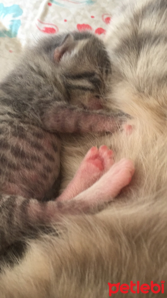 Mavi Rus, Kedi  Aslan fotoğrafı