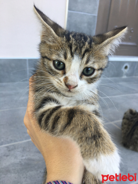Tekir Kedi, Kedi  Mırmır fotoğrafı