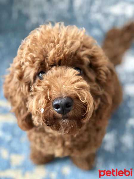Poodle (Minyatür Kaniş), Köpek  CEO fotoğrafı