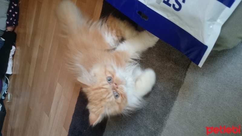 İran Kedisi (Persian), Kedi  Hero fotoğrafı