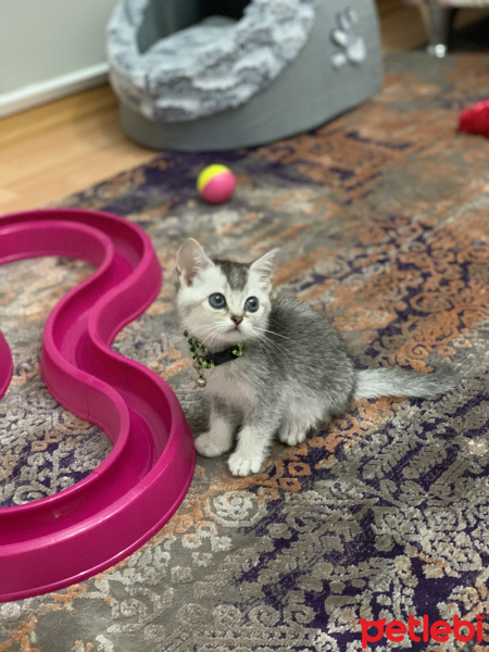 British Shorthair, Kedi  Boncuk fotoğrafı