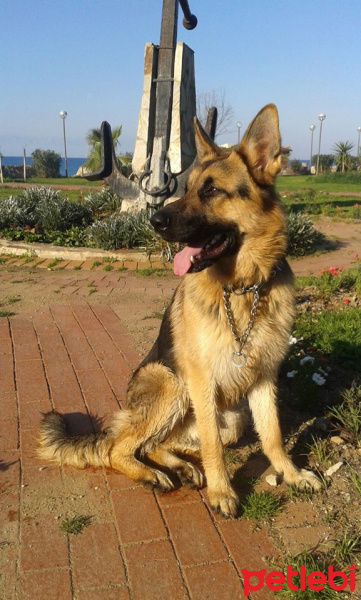 Alman Çoban Köpeği, Köpek  Mek fotoğrafı