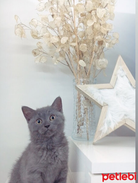 British Shorthair, Kedi  Gölge fotoğrafı