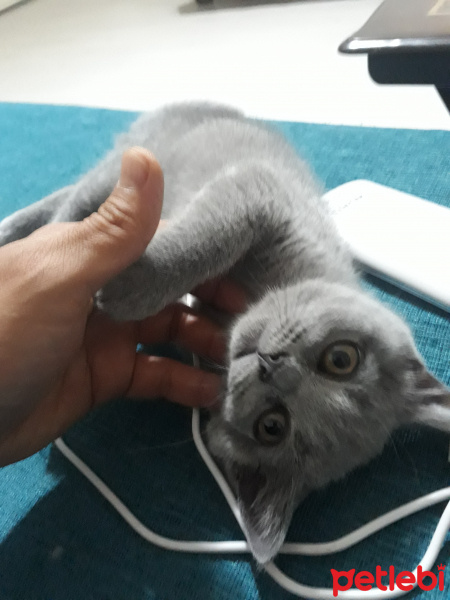 British Shorthair, Kedi  Maya fotoğrafı