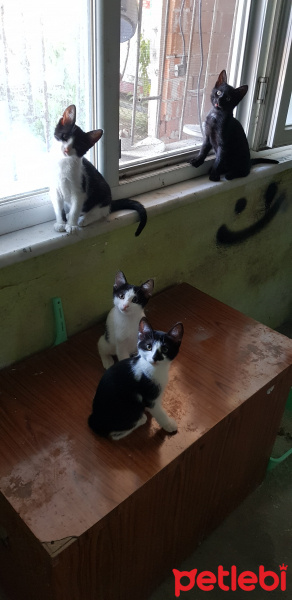 Mavi Rus, Kedi  Sayenin yavruları fotoğrafı