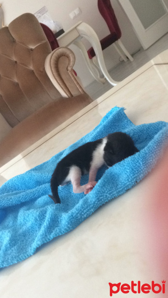 Tekir Kedi, Kedi  Şanslı fotoğrafı