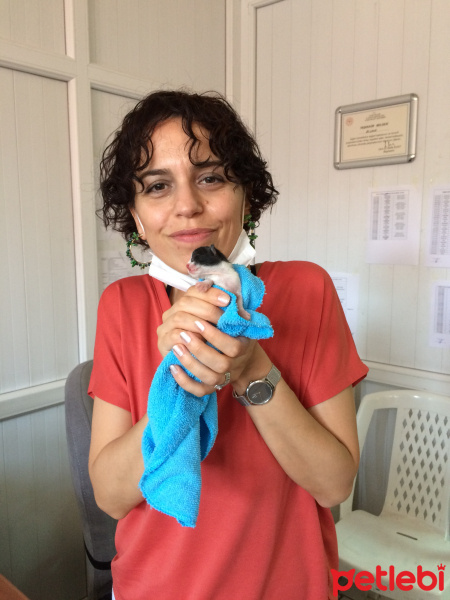 Tekir Kedi, Kedi  Şanslı fotoğrafı