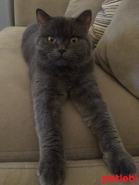 British Shorthair, Kedi  Zizou fotoğrafı