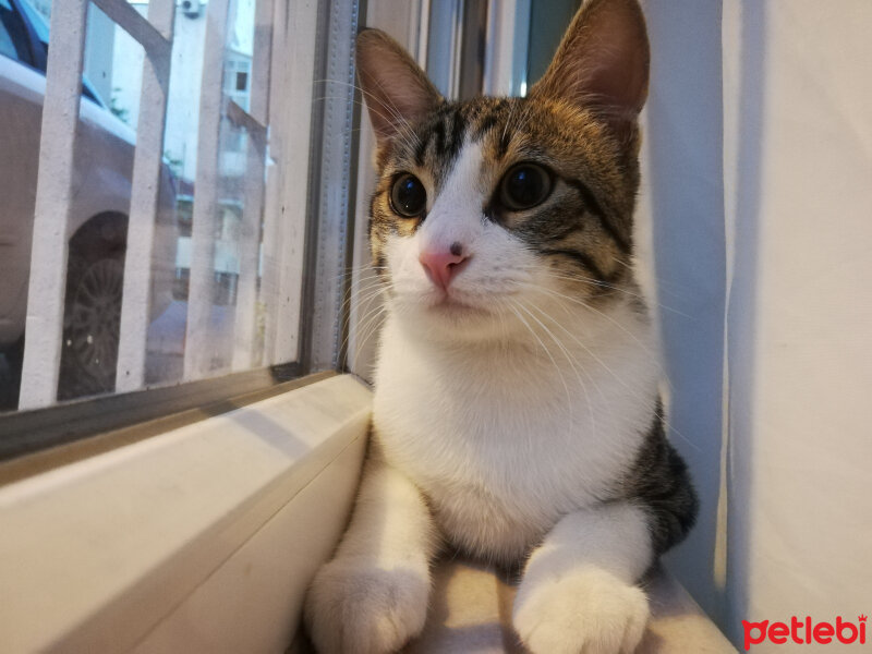 Tekir Kedi, Kedi  Mistik fotoğrafı