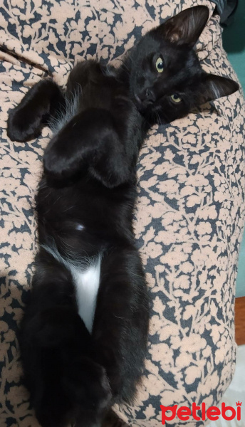 Tuxedo (Smokin) Kedi, Kedi  Puding fotoğrafı