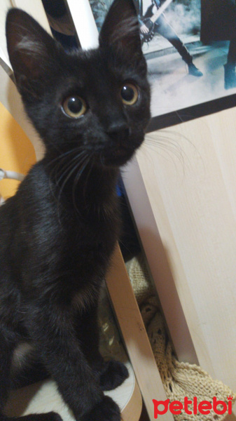 Tuxedo (Smokin) Kedi, Kedi  Puding fotoğrafı