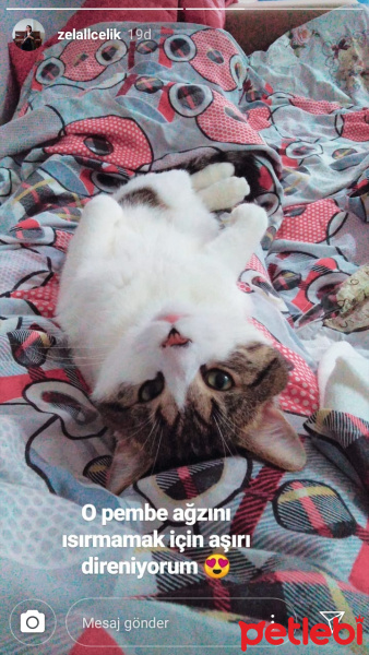 Tekir Kedi, Kedi  Mitra fotoğrafı