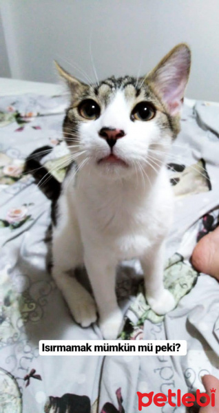 Tekir Kedi, Kedi  Mitra fotoğrafı