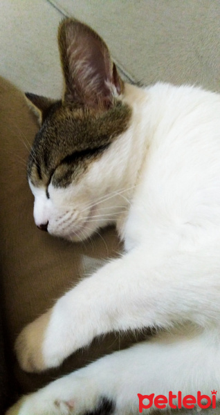 Tekir Kedi, Kedi  Mitra fotoğrafı