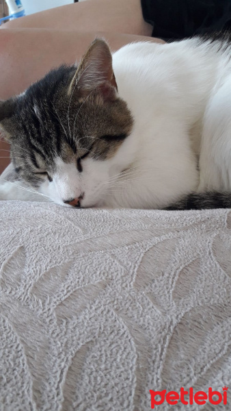 Tekir Kedi, Kedi  Mitra fotoğrafı