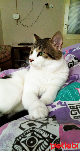 Tekir Kedi, Kedi  Mitra fotoğrafı