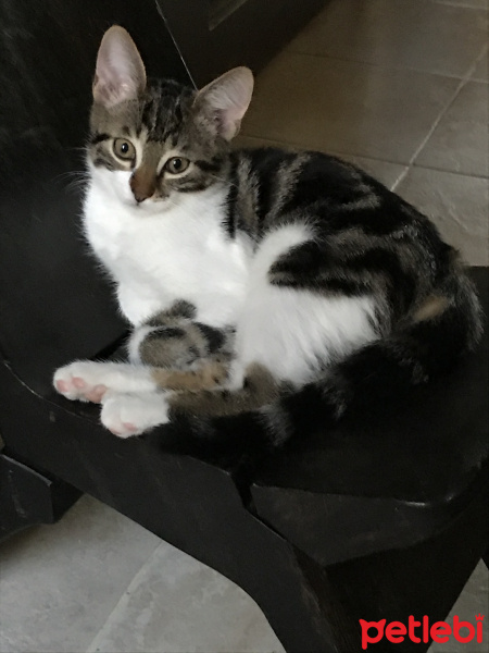 Tekir Kedi, Kedi  Şurup fotoğrafı