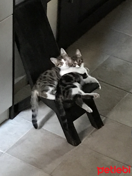 Tekir Kedi, Kedi  Şurup fotoğrafı