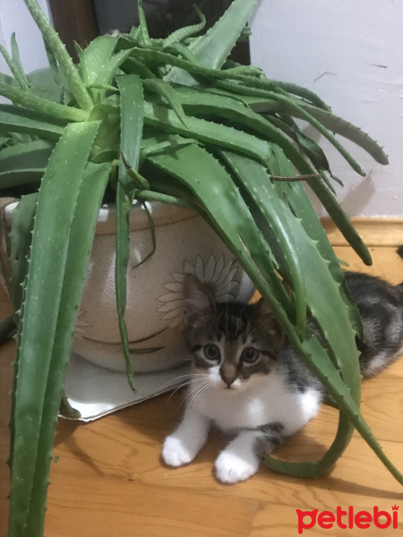 Tekir Kedi, Kedi  Şurup fotoğrafı