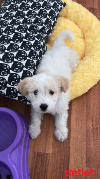 Maltese, Köpek  Bal fotoğrafı