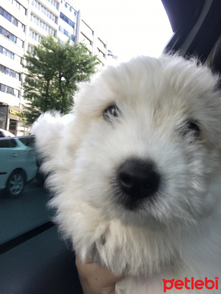 Maltese, Köpek  Bal fotoğrafı