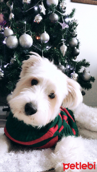 Maltese, Köpek  Bal fotoğrafı