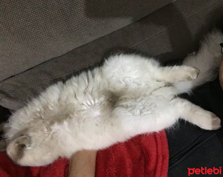 Ragdoll, Kedi  hero fotoğrafı