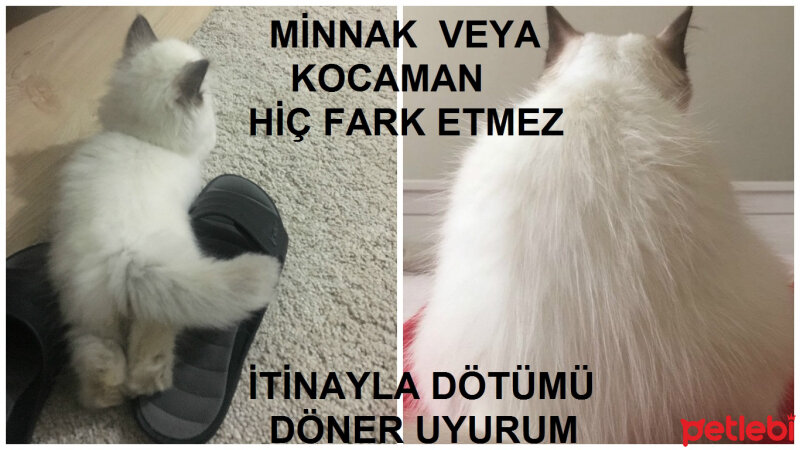 Ragdoll, Kedi  hero fotoğrafı