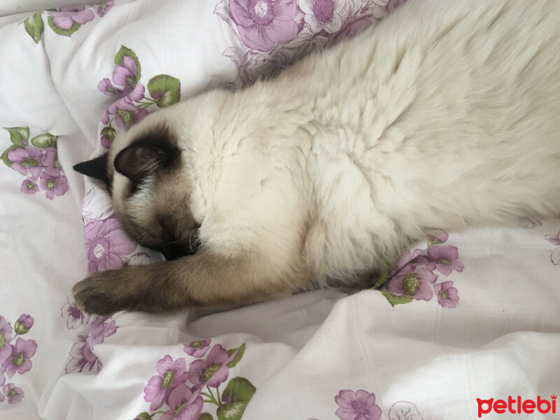 Ragdoll, Kedi  hero fotoğrafı